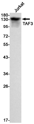 TAF3 Rabbit mAb