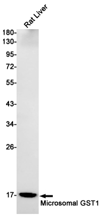 MGST1 Rabbit mAb