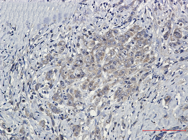 SHP2 Rabbit mAb