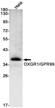 OXGR1 Rabbit mAb