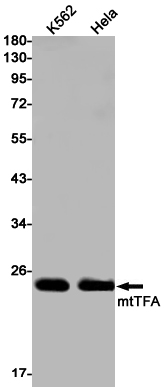 mtTFA Rabbit mAb