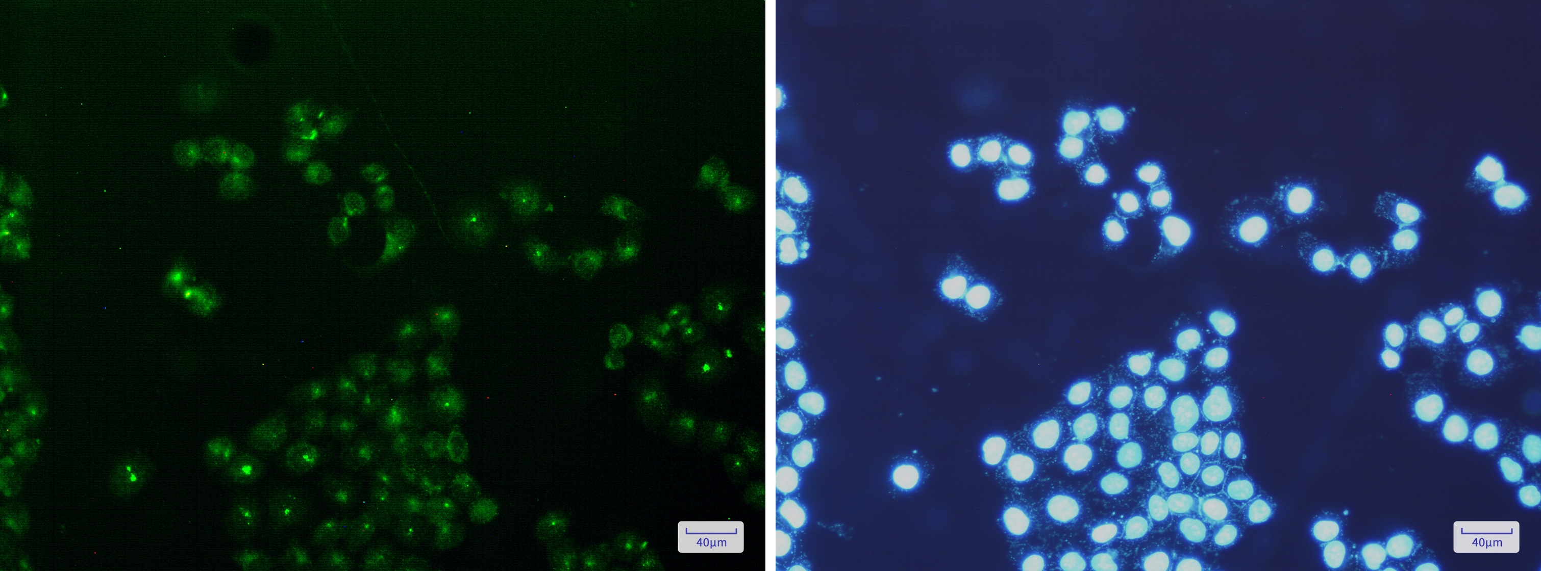 mtTFA Rabbit mAb