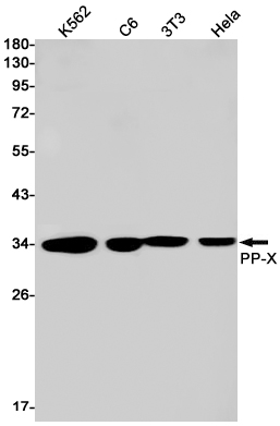 PPP4C Rabbit mAb