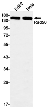 Rad50 Rabbit mAb