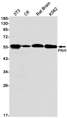 PAH Rabbit mAb