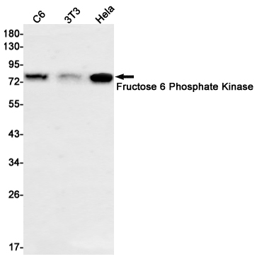 Fructose 6 Phosphate Kinase Rabbit mAb