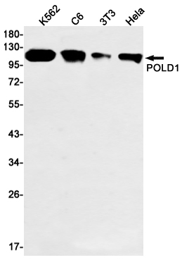 POLD1 Rabbit mAb