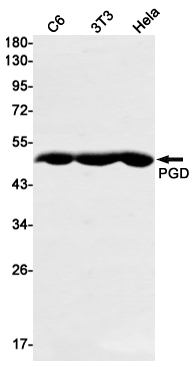 PGD Rabbit mAb