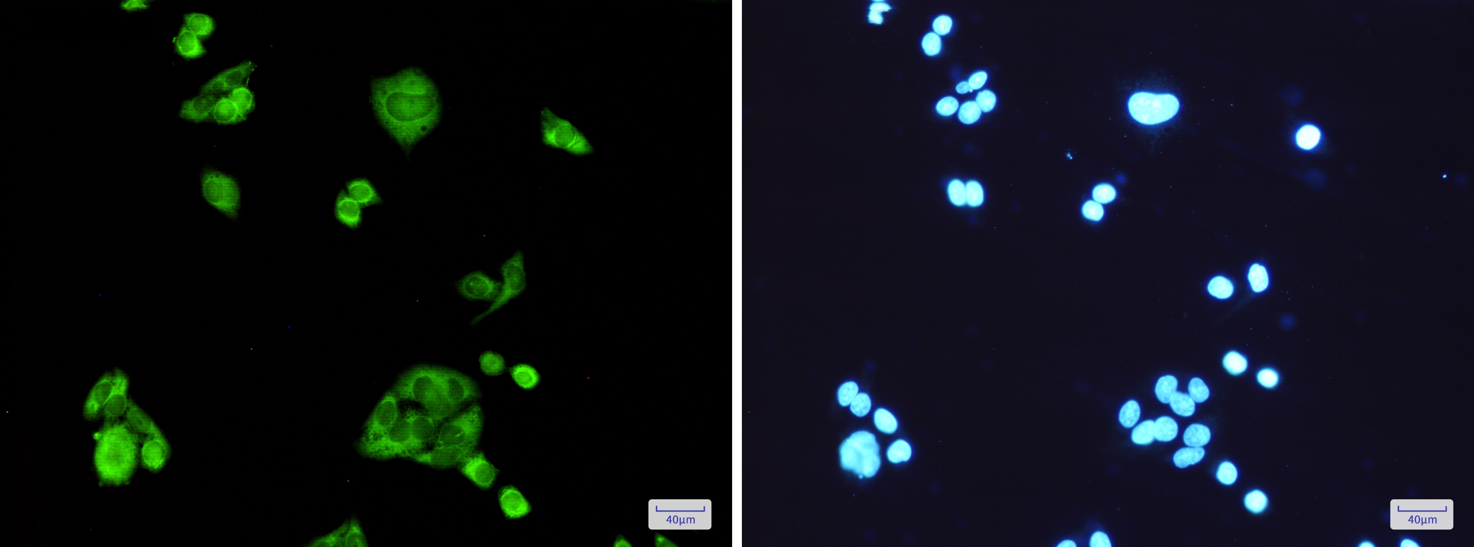 PGD Rabbit mAb