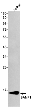 BANF1 Rabbit mAb