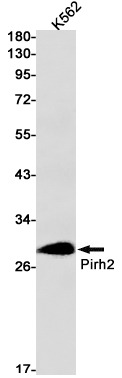 Pirh2 Rabbit mAb