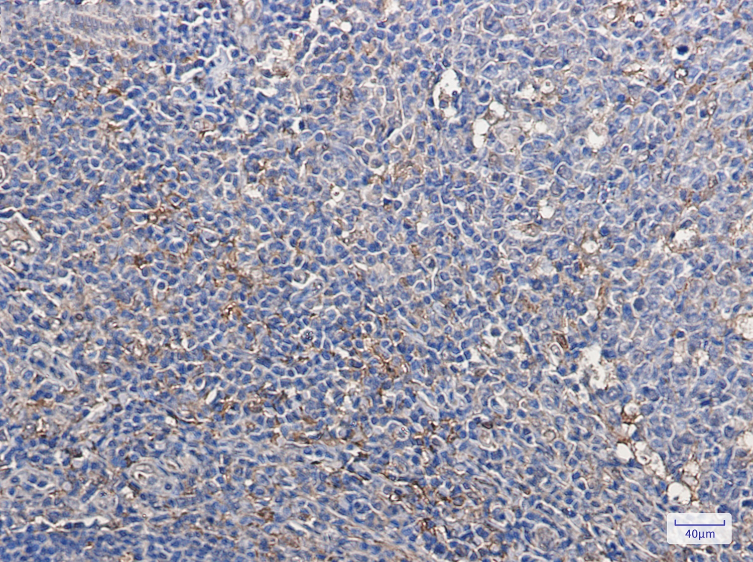 Thioredoxin Rabbit mAb