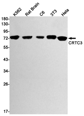 CRTC3 Rabbit mAb