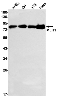 MLH1 Rabbit mAb