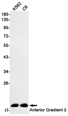 Anterior Gradient 2 Rabbit mAb