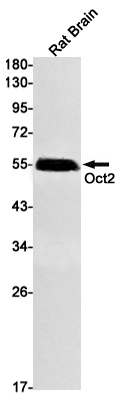 Oct 2 Rabbit mAb