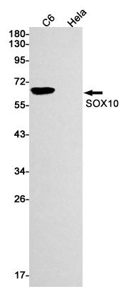 SOX10 Rabbit mAb