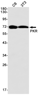 PKR Rabbit mAb