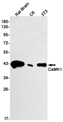 CaMK1 Rabbit mAb