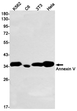 Annexin V Rabbit mAb