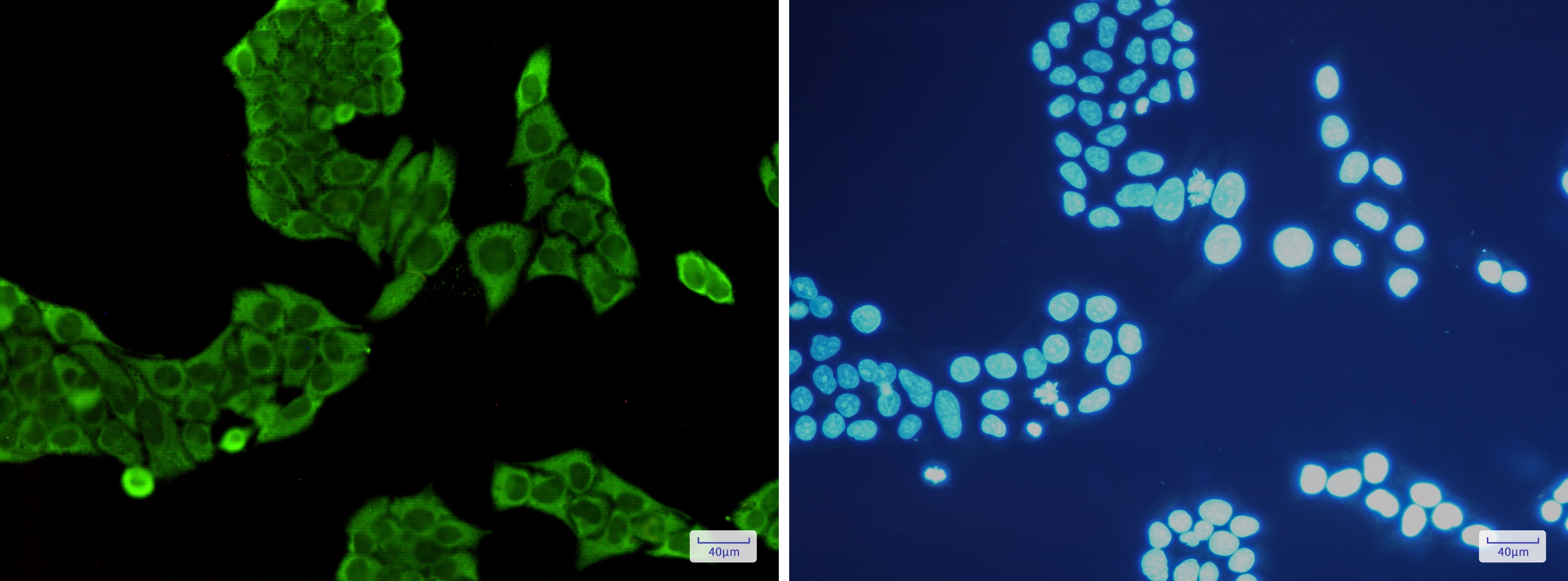 Annexin V Rabbit mAb