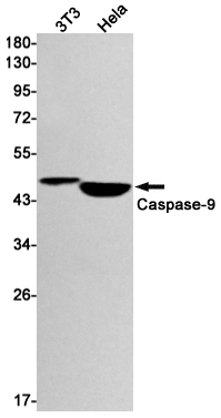 Caspase 9 Rabbit mAb