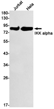 IKK alpha Rabbit mAb