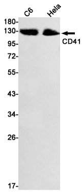 Integrin alpha IIb Rabbit mAb