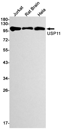 USP11 Rabbit mAb