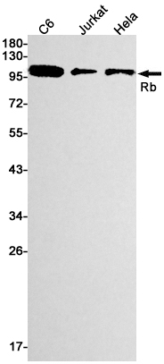 Rb Rabbit mAb