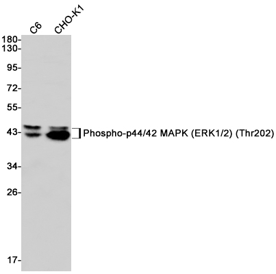 Phospho-ERK1/2 (Thr202/Thr185) Rabbit mAb