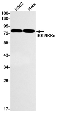 Phospho-Src (Tyr419) Rabbit mAb