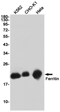 Ferritin Heavy Chain Rabbit mAb