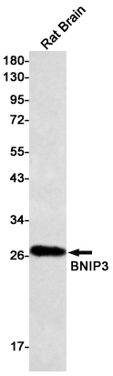 BNIP3 Rabbit mAb