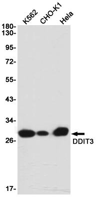 DDIT3 Rabbit mAb