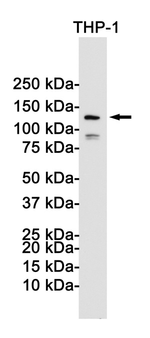 NLRP3 Rabbit mAb