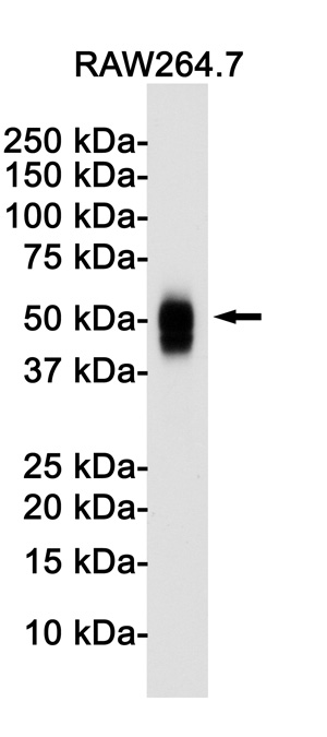 CD63 Rabbit mAb