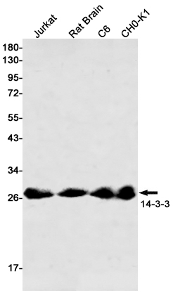 14 3 3 Rabbit mAb