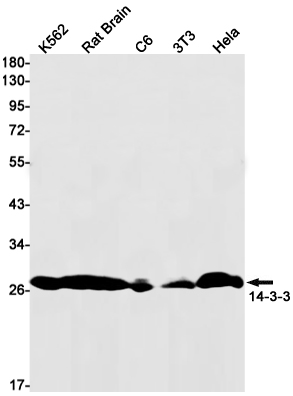 14 3 3 Rabbit mAb