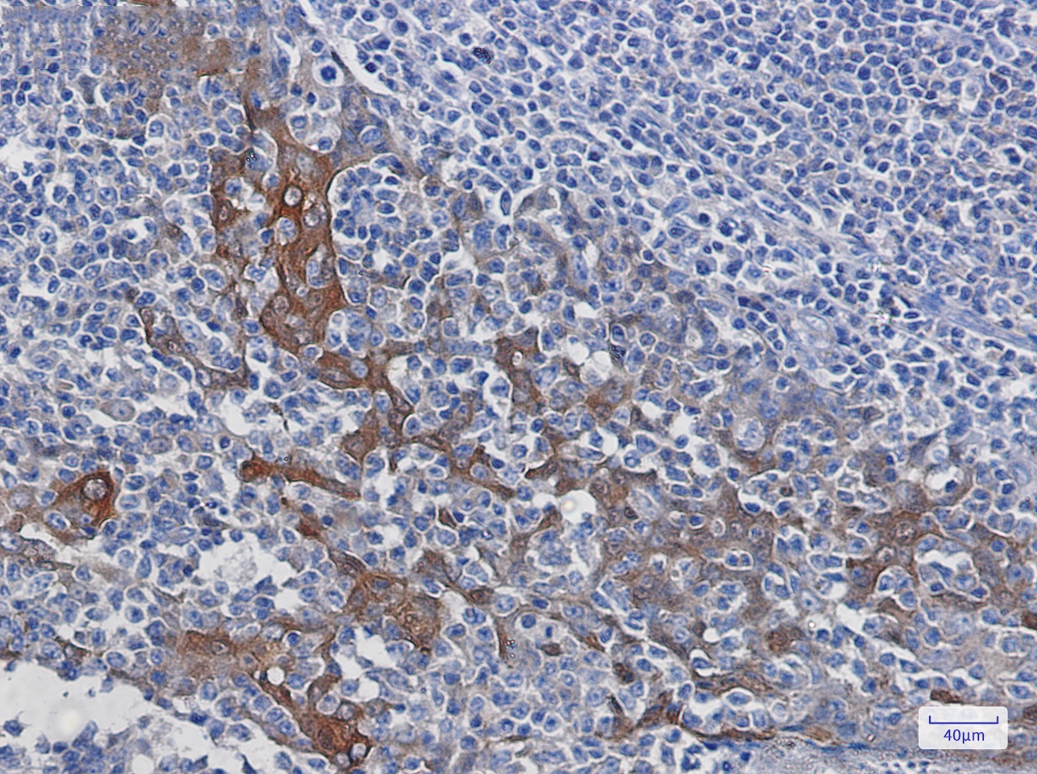 14 3 3 Rabbit mAb