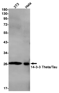 14 3 3 theta Rabbit mAb