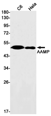 AAMP Rabbit mAb