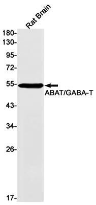 ABAT Rabbit mAb