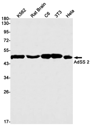 AdSS 2 Rabbit mAb