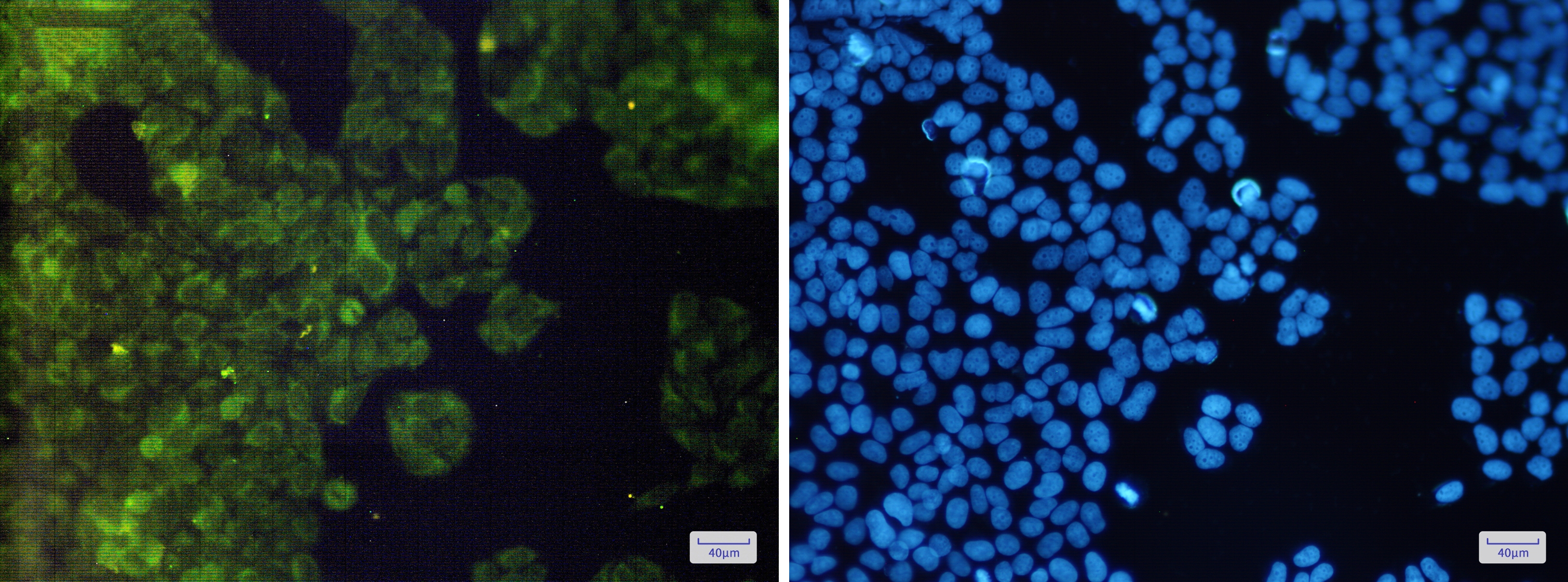 AdSS 2 Rabbit mAb