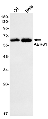 AER61 Rabbit mAb