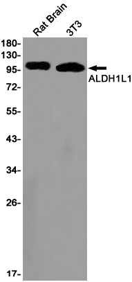 ALDH1L1 Rabbit mAb