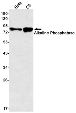 Alkaline Phosphatase Rabbit mAb