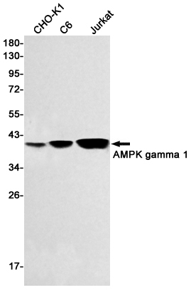 AMPK gamma 1 Rabbit mAb