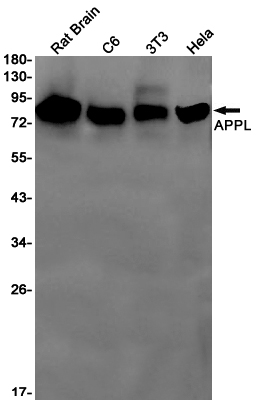 APPL Rabbit mAb